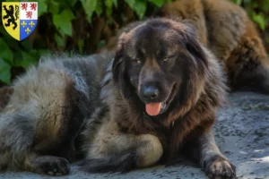 Lire la suite à propos de l’article Cão Da Serra Da Estrela Éleveurs et chiots en Hauts-de-France