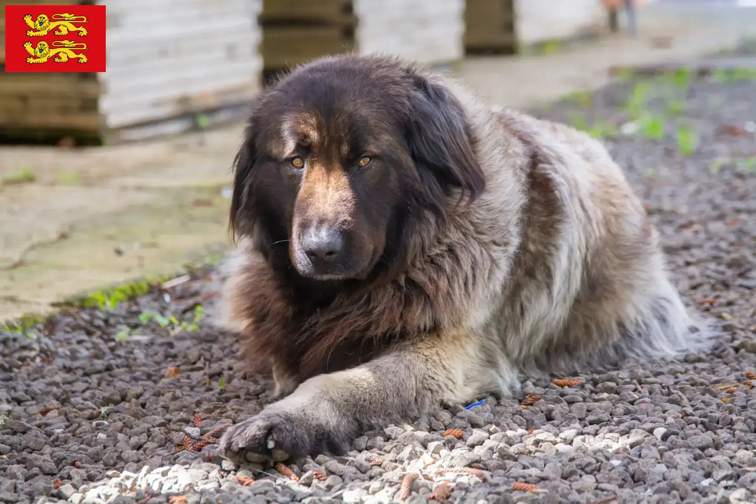 Cão Da Serra Da Estrela Chiots et éleveurs Normandie Ici, vous trouverez les éleveurs de Cão Da Serra Da Estrelas en Normandie.