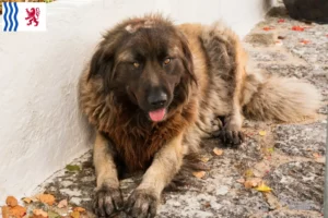 Lire la suite à propos de l’article Cão Da Serra Da Estrela Éleveurs et chiots en Nouvelle-Aquitaine