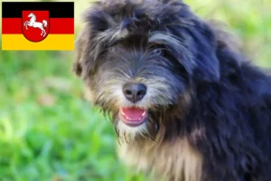 Lire la suite à propos de l’article Cão da Serra de Aires éleveurs et chiots en Basse-Saxe