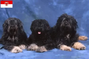 Lire la suite à propos de l’article Cão da Serra de Aires éleveurs et chiots dans le Brandebourg