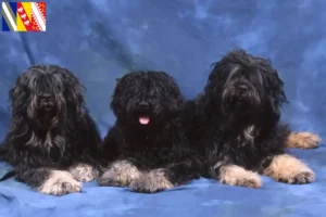 Lire la suite à propos de l’article Cão da Serra de Aires Éleveurs et chiots en Grand Est