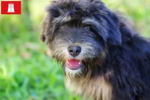 Lire la suite à propos de l’article Cão da Serra de Aires éleveurs et chiots à Hambourg