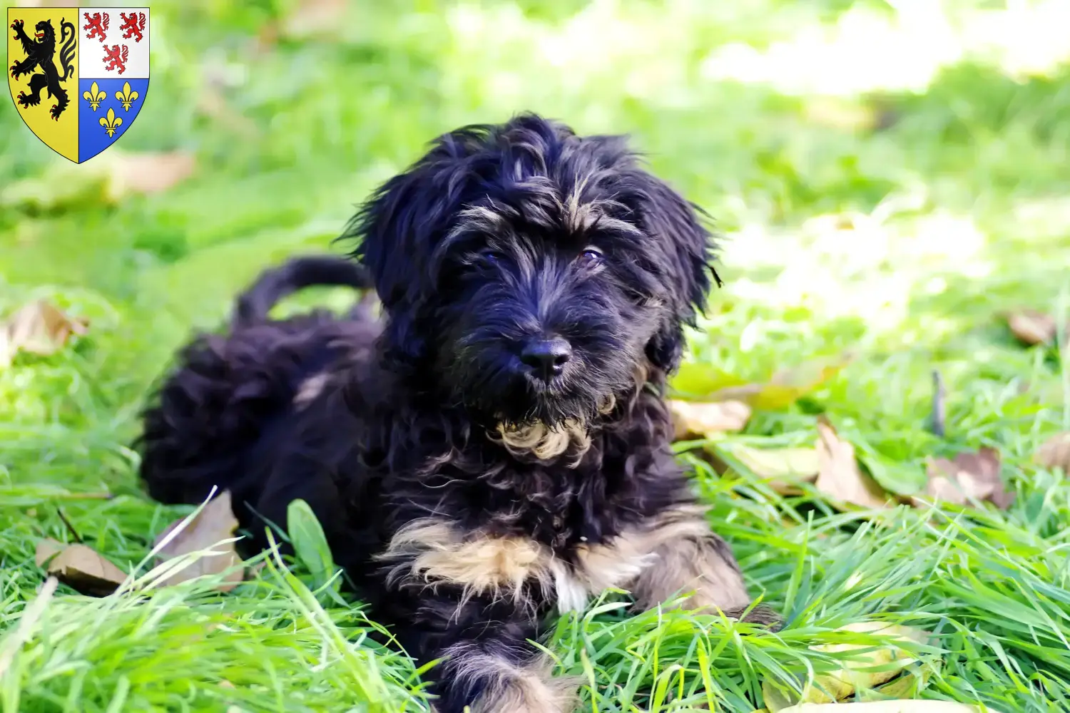 Cão da Serra de Aires chiots et éleveurs Hauts-de-France Ici tu trouves des éleveurs de Cão da Serra de Aires en Hauts-de-France.