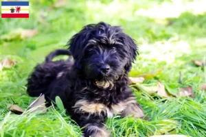 Lire la suite à propos de l’article Cão da Serra de Aires éleveurs et chiots dans le Mecklembourg-Poméranie occidentale