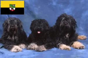 Lire la suite à propos de l’article Cão da Serra de Aires Éleveurs et chiots en Saxe-Anhalt