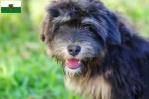 Lire la suite à propos de l’article Cão da Serra de Aires éleveurs et chiots en Saxe