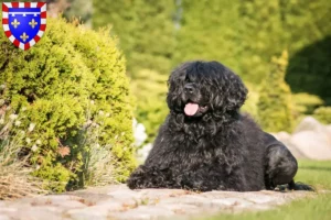 Lire la suite à propos de l’article Cão de Agua português éleveurs et chiots en Centre-Val de Loire