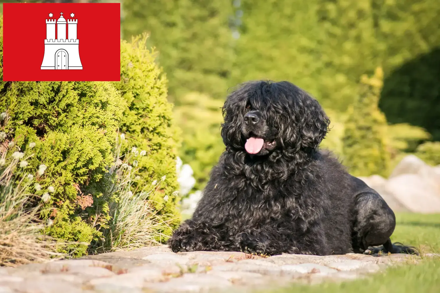 Cão de Agua português chiots et éleveurs Hambourg Ici, vous trouverez des éleveurs de Cão de Agua português à Hambourg.