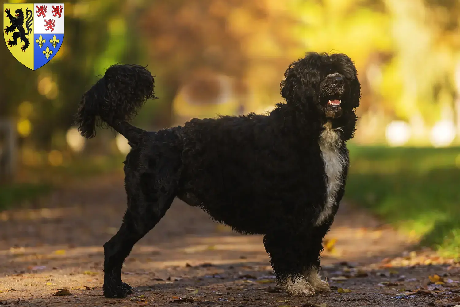Cão de Agua português chiots et éleveurs Hauts-de-France Ici tu trouves des éleveurs de Cão de Agua português en Hauts-de-France.