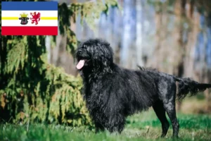 Lire la suite à propos de l’article Cão de Agua português éleveurs et chiots dans le Mecklembourg-Poméranie occidentale