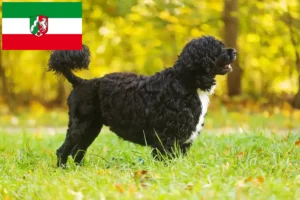 Lire la suite à propos de l’article Cão de Agua português éleveurs et chiots en Rhénanie du Nord-Westphalie