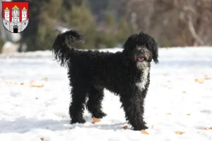 Lire la suite à propos de l’article Cão de Agua português éleveurs et chiots à Salzbourg