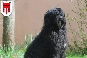 Lire la suite à propos de l’article Cão de Agua português éleveurs et chiots dans le Vorarlberg