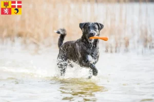 Lire la suite à propos de l’article Cão Fila de São Miguel Éleveurs et chiots en Auvergne-Rhône-Alpes