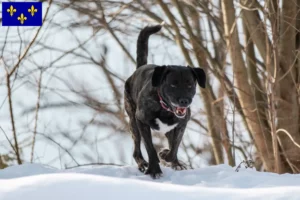 Lire la suite à propos de l’article Cão Fila de São Miguel Éleveurs et chiots en Île-de-France