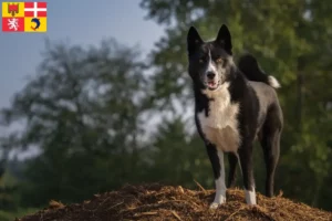Lire la suite à propos de l’article Carélien chien d’ours éleveurs et chiots en Auvergne-Rhône-Alpes