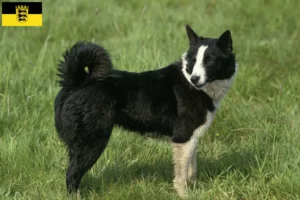 Lire la suite à propos de l’article Chien d’ours carélien éleveur et chiots en Baden-Württemberg