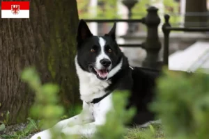 Lire la suite à propos de l’article Chien d’ours carélien éleveur et chiots dans le Brandebourg