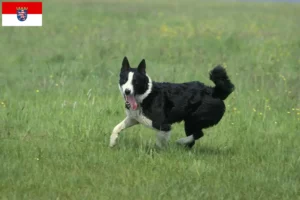 Lire la suite à propos de l’article Chien d’ours carélien Éleveurs et chiots en Hesse