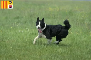 Lire la suite à propos de l’article Carélien chien d’ours éleveurs et chiots en Provence-Alpes-Côte d’Azur
