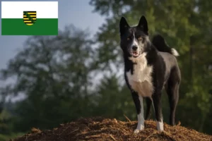 Lire la suite à propos de l’article Chien d’ours carélien éleveurs et chiots en Saxe