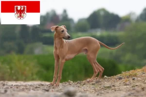 Lire la suite à propos de l’article Éleveurs de carillons italiens et chiots dans le Brandebourg