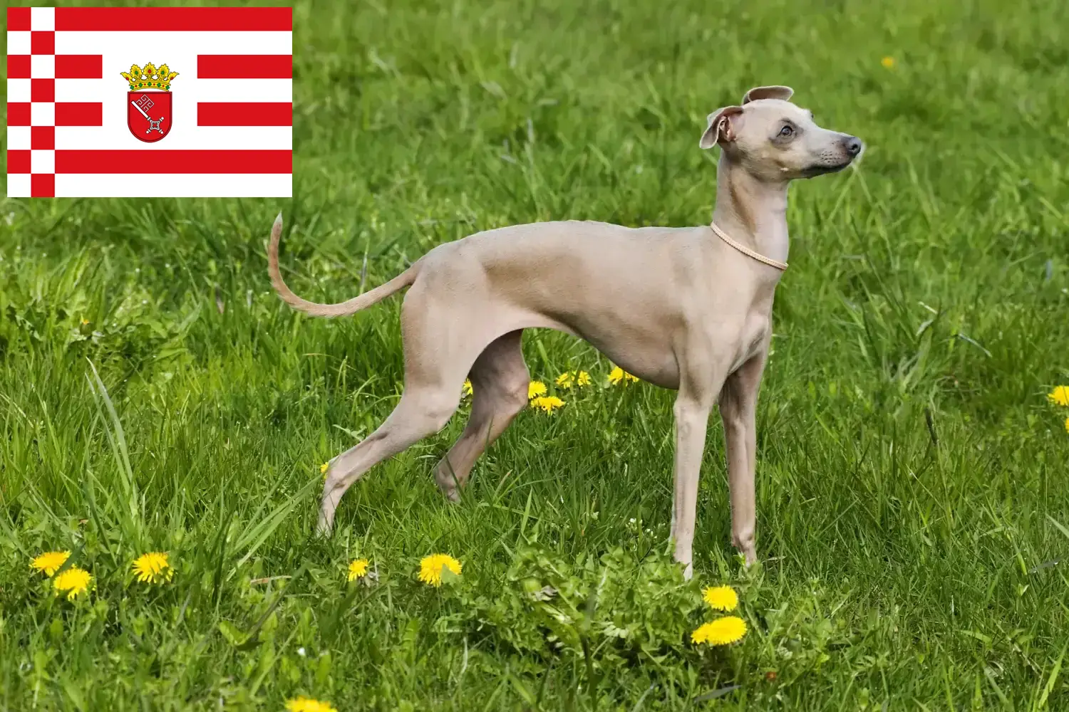 Lévrier italien chiots et éleveurs Bremen Ici, tu trouveras des éleveurs de carillons éoliens italiens à Brême.