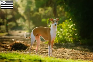 Lire la suite à propos de l’article Éleveurs de carillons italiens et chiots en Bretagne