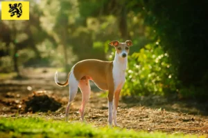 Lire la suite à propos de l’article Éleveurs de carillons italiens et chiots en Flandre