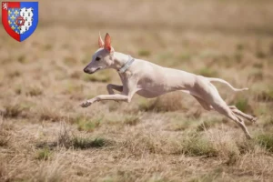 Lire la suite à propos de l’article Éleveurs de carillons italiens et chiots en Pays de la Loire