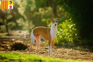 Lire la suite à propos de l’article Éleveurs de carillons italiens et chiots en Provence-Alpes-Côte d’Azur