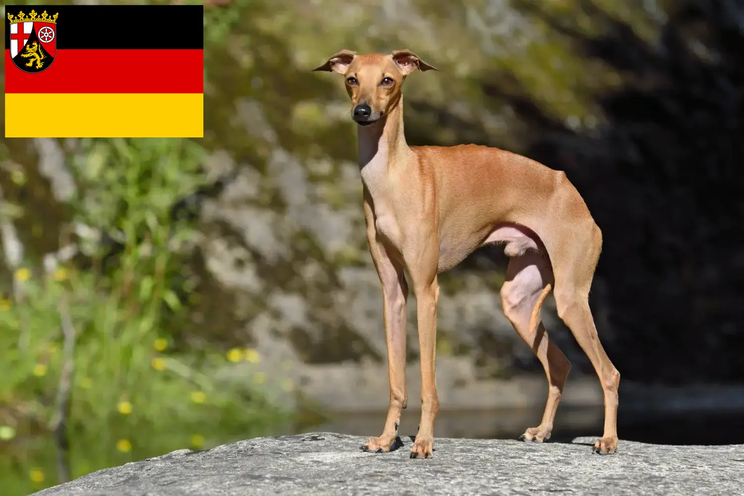 Lévrier italien chiots et éleveurs Rhénanie-Palatinat Ici, tu trouveras des éleveurs de carillons éoliens italiens en Rhénanie-Palatinat.