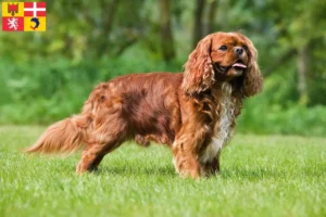Lire la suite à propos de l’article Éleveurs de Cavalier King Charles Spaniel et chiots en Auvergne-Rhône-Alpes