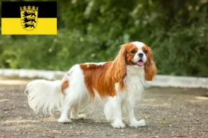 Lire la suite à propos de l’article Éleveurs de Cavalier King Charles Spaniel et chiots en Baden-Württemberg