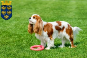 Lire la suite à propos de l’article Éleveurs de Cavalier King Charles Spaniel et chiots en Basse-Autriche
