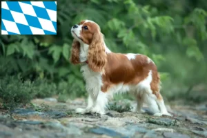 Lire la suite à propos de l’article Cavalier King Charles Spaniel Éleveurs et chiots en Bavière