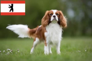 Lire la suite à propos de l’article Cavalier King Charles Spaniel éleveurs et chiots à Berlin