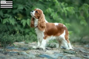 Lire la suite à propos de l’article Éleveurs de Cavalier King Charles Spaniel et chiots en Bretagne