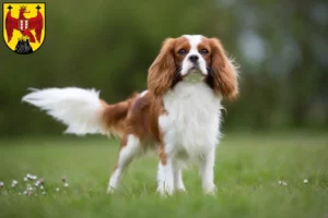 Lire la suite à propos de l’article Éleveurs de Cavalier King Charles Spaniel et chiots dans le Burgenland