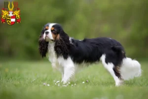 Lire la suite à propos de l’article Éleveurs de Cavalier King Charles Spaniel et chiots en Carinthie