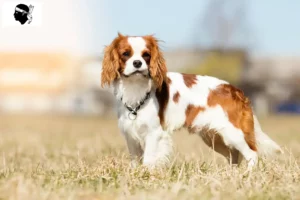 Lire la suite à propos de l’article Éleveurs de Cavalier King Charles Spaniel et chiots en Corse