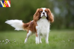 Lire la suite à propos de l’article Éleveurs de Cavalier King Charles Spaniel et chiots en Grand Est