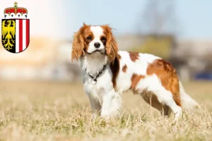 Lire la suite à propos de l’article Éleveurs de Cavalier King Charles Spaniel et chiots en Haute-Autriche