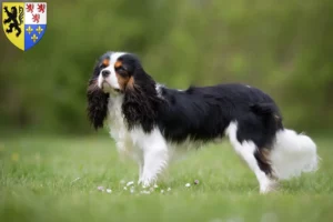 Lire la suite à propos de l’article Éleveurs de Cavalier King Charles Spaniel et chiots en Hauts-de-France