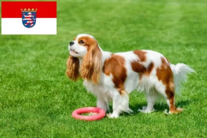 Lire la suite à propos de l’article Éleveurs de Cavalier King Charles Spaniel et chiots en Hesse