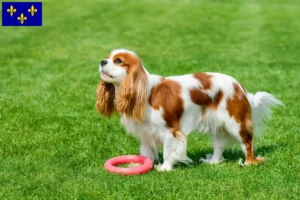 Lire la suite à propos de l’article Éleveurs de Cavalier King Charles Spaniel et chiots en Île-de-France