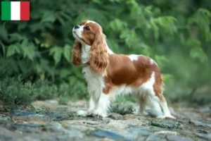 Lire la suite à propos de l’article Éleveurs de Cavalier King Charles Spaniel et chiots en Italie