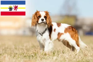 Lire la suite à propos de l’article Cavalier King Charles Spaniel éleveurs et chiots dans le Mecklembourg-Poméranie occidentale
