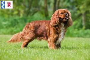 Lire la suite à propos de l’article Éleveurs de Cavalier King Charles Spaniel et chiots en Nouvelle-Aquitaine